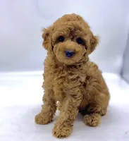 Joey, a male Poodle - Toy  for sale in Pontiac, MI – Photo 1 of 4