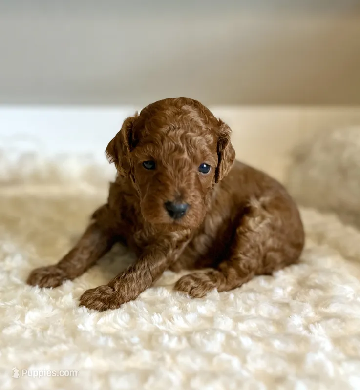 Rusty – Poodle - Toy  puppy for sale in Pontiac, MI