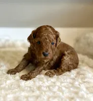 Rusty, a male Poodle - Toy  for sale in Pontiac, MI – 1 of 5