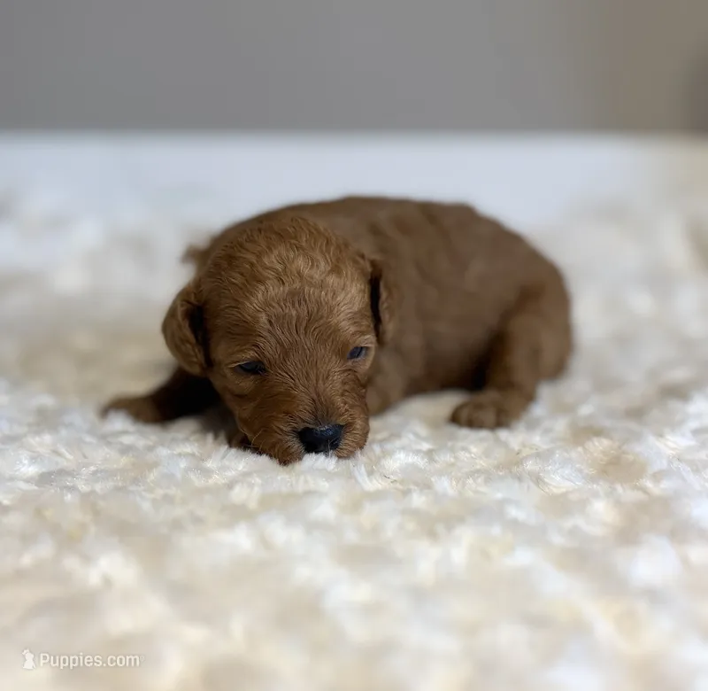 Leo – Poodle - Toy  puppy for sale in Pontiac, MI