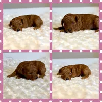 Gracie, a female Poodle - Toy  for sale in Pontiac, MI – 5 of 5
