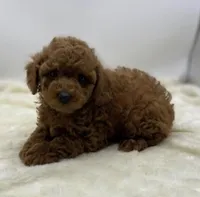 Rusty, a male Poodle - Toy  for sale in Pontiac, MI – Photo 3 of 4