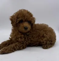 Rusty, a male Poodle - Toy  for sale in Pontiac, MI – Photo 1 of 4