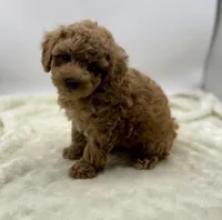 Rusty, a male Poodle - Toy  for sale in Pontiac, MI – Photo 4 of 4