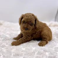 Rusty, a male Poodle - Toy  for sale in Pontiac, MI – Photo 2 of 4