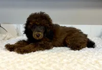 Zoe, a female Poodle - Toy  for sale in Pontiac, MI – 1 of 4