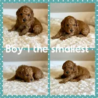 Teddy, a male Poodle - Toy  for sale in Pontiac, MI – 7 of 8