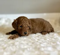 Gizmo, a male Poodle - Toy  for sale in Pontiac, MI – 2 of 5