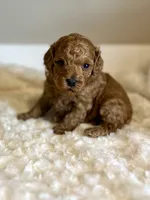 Teddy, a male Poodle - Toy  for sale in Pontiac, MI – 1 of 8