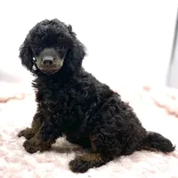 Mason Is Ready, a male Poodle - Toy  for sale in Pontiac, MI – Photo 5 of 6