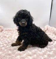 Mason Is Ready, a male Poodle - Toy  for sale in Pontiac, MI – Photo 1 of 6