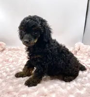 Mason Is Ready, a male Poodle - Toy  for sale in Pontiac, MI – Photo 2 of 6