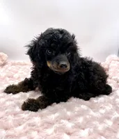 Mason Is Ready, a male Poodle - Toy  for sale in Pontiac, MI – Photo 6 of 6