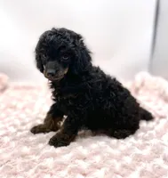 Mason Is Ready, a male Poodle - Toy  for sale in Pontiac, MI – Photo 4 of 6