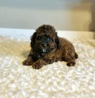 Teddy, a male Poodle - Toy  for sale in Pontiac, MI – 9 of 9