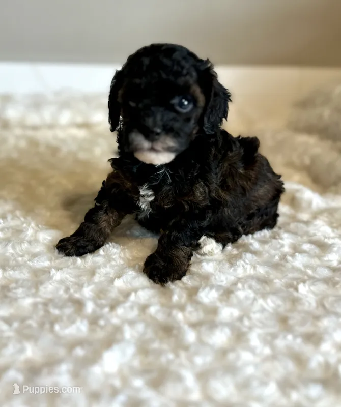 Gigi – Poodle - Toy  puppy for sale in Pontiac, MI