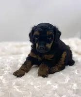 Macey, a female Poodle - Toy  for sale in Pontiac, MI – Photo 8 of 8