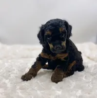 Macey, a female Poodle - Toy  for sale in Pontiac, MI – Photo 5 of 8