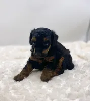 Macey, a female Poodle - Toy  for sale in Pontiac, MI – Photo 6 of 8