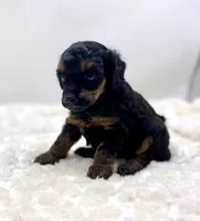 Macey, a female Poodle - Toy  for sale in Pontiac, MI – Photo 7 of 8