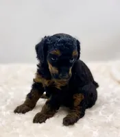 Macey, a female Poodle - Toy  for sale in Pontiac, MI – Photo 1 of 8