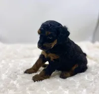 Macey, a female Poodle - Toy  for sale in Pontiac, MI – Photo 4 of 8