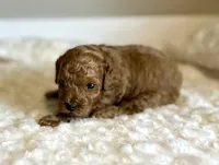 Teddy, a male Poodle - Toy  for sale in Pontiac, MI – 6 of 8