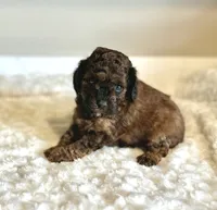 Leo , a male Poodle - Toy  for sale in Pontiac, MI – 2 of 5