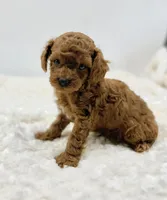 Rambo, a male Poodle - Toy  for sale in Pontiac, MI – Photo 4 of 4