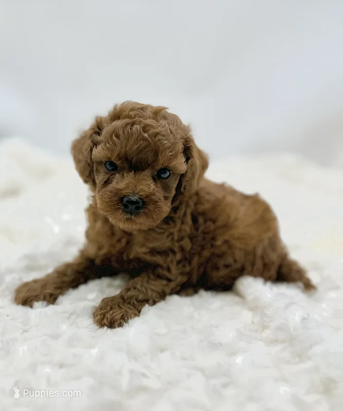 Rambo, a male Poodle - Toy  for sale in Pontiac, MI – Photo 1 of 4