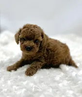 Rambo, a male Poodle - Toy  for sale in Pontiac, MI – Photo 2 of 4