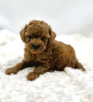 Rambo, a male Poodle - Toy  for sale in Pontiac, MI – Photo 3 of 4