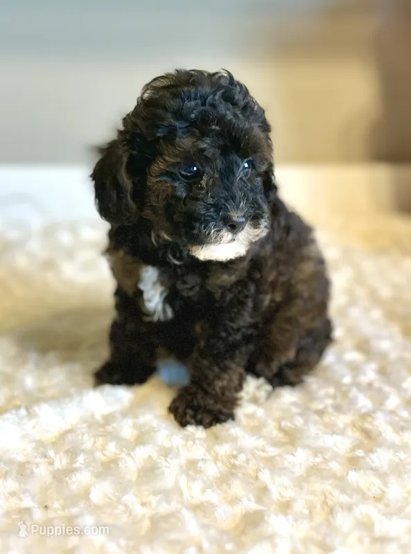 Gigi – Poodle - Toy  puppy for sale in Pontiac, MI