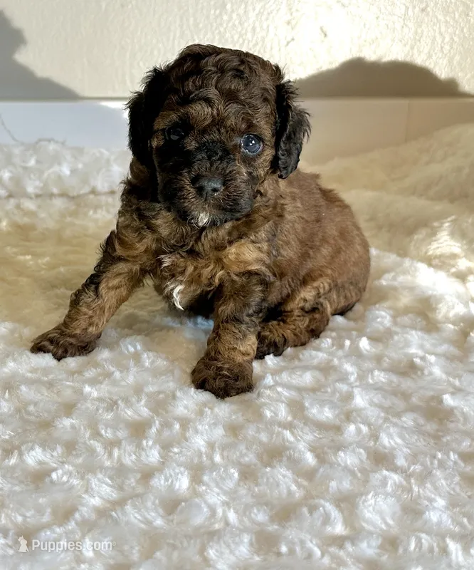 Leo  – Poodle - Toy  puppy for sale in Pontiac, MI