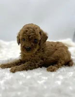 Rusty, a male Poodle - Toy  for sale in Pontiac, MI – Photo 2 of 5