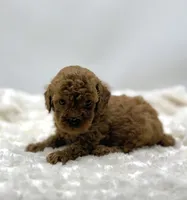 Rusty, a male Poodle - Toy  for sale in Pontiac, MI – Photo 1 of 5