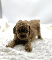 Rusty, a male Poodle - Toy  for sale in Pontiac, MI – Photo 5 of 5