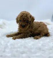 Rusty, a male Poodle - Toy  for sale in Pontiac, MI – Photo 3 of 5