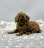 Rusty, a male Poodle - Toy  for sale in Pontiac, MI – Photo 4 of 5