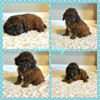 Teddy, a male Poodle - Toy  for sale in Pontiac, MI – 2 of 9