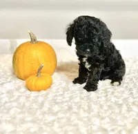 Gizmo, a male Poodle - Toy  for sale in Pontiac, MI – Photo 2 of 7