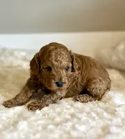 Teddy, a male Poodle - Toy  for sale in Pontiac, MI – 3 of 8