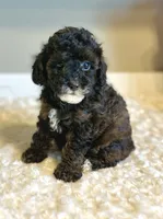 Jazzy , a female Poodle - Toy  for sale in Pontiac, MI – 9 of 9