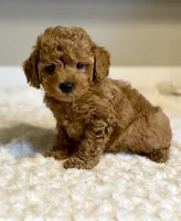 Teddy, a male Poodle - Toy  for sale in Pontiac, MI – 4 of 5