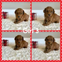 Rosie, a female Poodle - Toy  for sale in Pontiac, MI – Photo 3 of 3