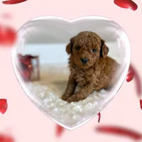 Rosie, a female Poodle - Toy  for sale in Pontiac, MI – Photo 1 of 3