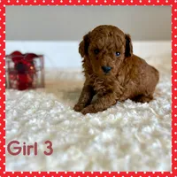 Rosie, a female Poodle - Toy  for sale in Pontiac, MI – Photo 2 of 3