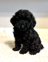 Toby on hold, a male Poodle - Toy  for sale in Pontiac, MI – 4 of 8