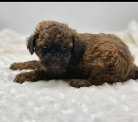 Teddy Special Pricing of , a male Poodle - Toy  for sale in Pontiac, MI – 10 of 10