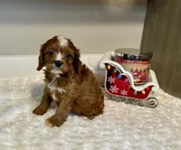 Fifi, a female Cavapoo for sale in Pontiac, MI – Photo 2 of 5
